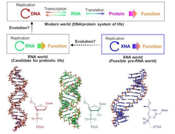 生命起源可能始于類(lèi)似DNA的XNA