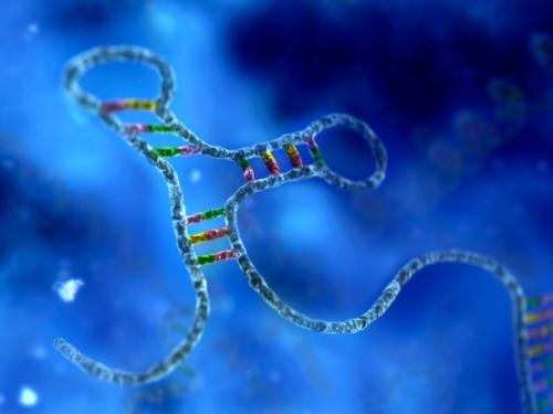 科學(xué)界認為RNA(核糖核酸)在其中發(fā)揮著關(guān)鍵作用