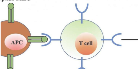 放松的T細(xì)胞對免疫反應(yīng)至關(guān)重要