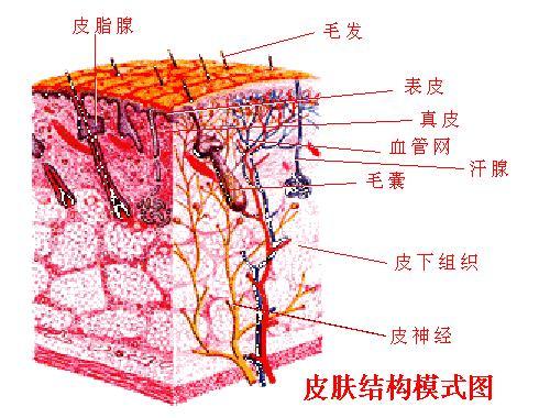 緩慢的新陳代謝防止遺傳突變的有害影響