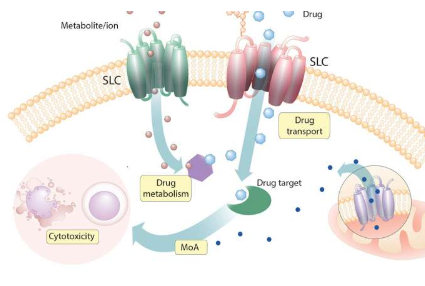 發(fā)現(xiàn)人細(xì)胞中SLC與細(xì)胞毒性藥物之間的新穎關(guān)系