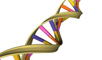 蛋白質(zhì)如何阻止細胞攻擊自己的DNA