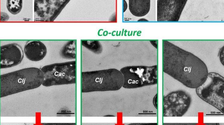 特拉華大學的研究人員發(fā)現(xiàn)細菌的作用不僅僅是協(xié)同作用