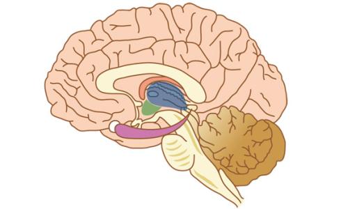 研究人員最近首次定義了模仿阿爾茨海默氏病臨床特征的腦部疾病