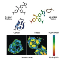 新型分子探針可檢測活細(xì)胞中蛋白質(zhì)組的狀態(tài)