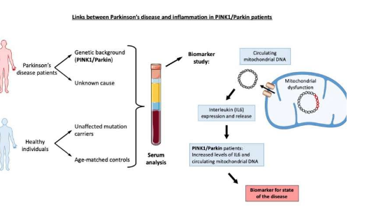 新研究強(qiáng)調(diào)炎癥與帕金森氏病之間的聯(lián)系