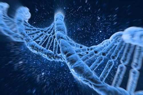 芝加哥大學的神經(jīng)科學家研究了一種獨特的基因