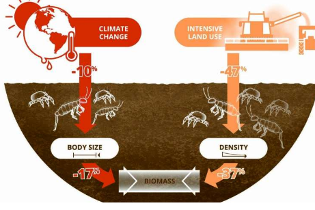氣候變化的結(jié)果是 土壤動物變得越來越小