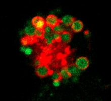 調(diào)節(jié)免疫系統(tǒng)前哨細胞的新分子機制