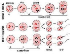 大腦中的干細胞會分裂數(shù)月以產(chǎn)生新的神經(jīng)細胞