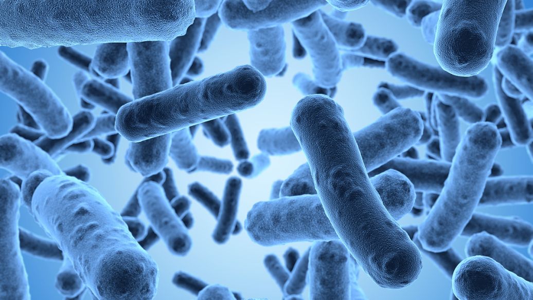 促進(jìn)健康的腸道微生物組可能是降低膽固醇的有效策略