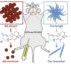 根除細菌對抗阿爾茨海默氏癥 根瘤菌素可解離β和tau聚集體