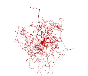 科學家們鑒定出一種新型的人類腦細胞