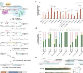 科學(xué)家在植物中開發(fā)出新穎的可預(yù)測(cè)的多核苷酸缺失系統(tǒng)