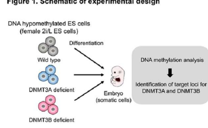 DNA甲基化在哺乳動物個體發(fā)育中起著至關(guān)重要的作用
