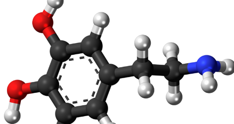 科學(xué)家報告多巴胺和5-羥色胺在人類感知和決策中的作用