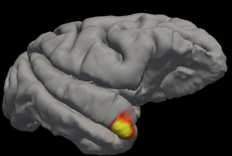 科學家在大腦中發(fā)現(xiàn)了一類新的記憶細胞