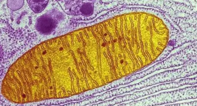 新的活細(xì)胞模型為研究線(xiàn)粒體疾病奠定了基礎(chǔ)