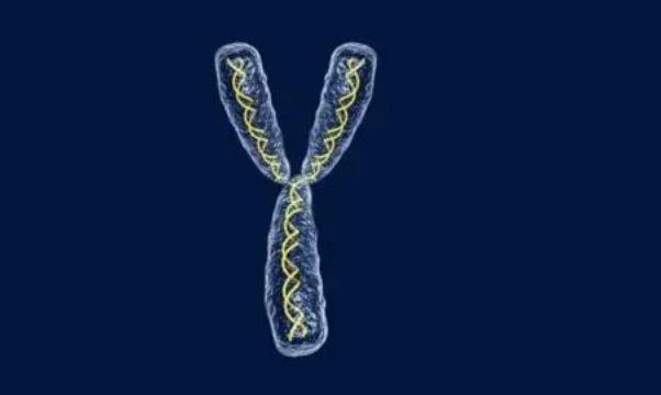 男性Y染色體促進(jìn)體型性別差異的進(jìn)化