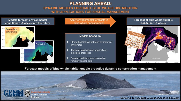 新的預測工具能夠積極保護新西蘭藍鯨
