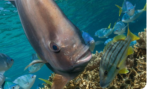 新西蘭外海的深海生物多樣性高于預(yù)期