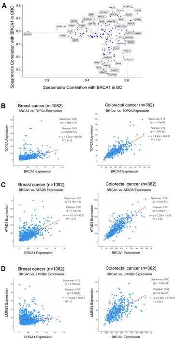 乳腺癌和結(jié)直腸癌中的 BRCA1 mRNA 表達(dá)