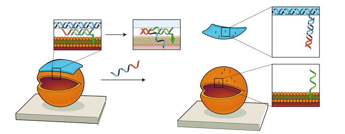 如何編程 DNA 機(jī)器人來(lái)刺激細(xì)胞膜
