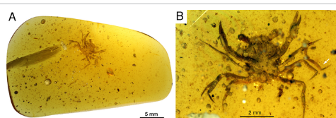 國際研究小組發(fā)現(xiàn)第一只恐龍時代的螃蟹完全保存在琥珀中