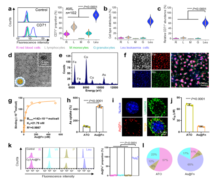 科學(xué)家為靶向白血病治療開發(fā)的基于鐵蛋白的納米藥物