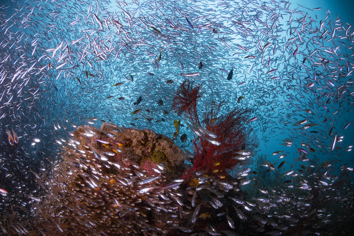 熱帶海洋生態(tài)系統(tǒng)之間的浮游生物運(yùn)動(dòng)推動(dòng)了捕魚(yú)的甜蜜點(diǎn)