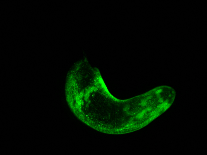 科學家可以從在黑暗中發(fā)光的蠕蟲身上學到什么