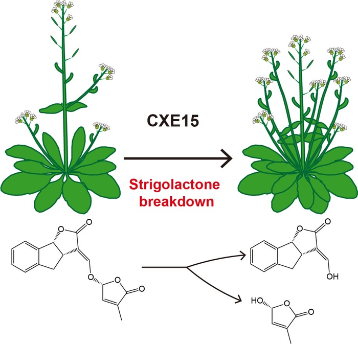 研究人員揭示植物激素獨(dú)腳金內(nèi)酯的分解代謝調(diào)節(jié)