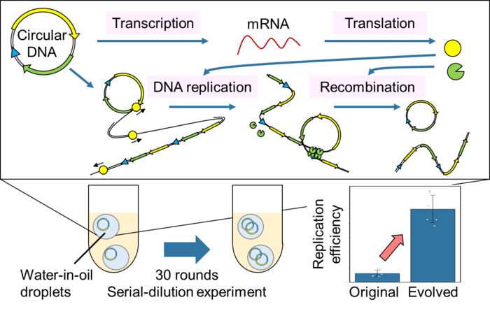 新型人工基因組 DNA 可以在細(xì)胞外復(fù)制和進(jìn)化