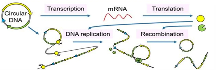 人工 DNA 可以在細(xì)胞外復(fù)制和進(jìn)化