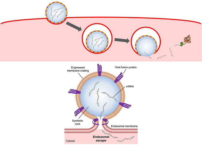 流感病毒外殼可以改善 mRNA 向細胞的傳遞