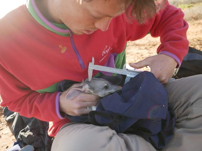 保護澳大利亞野生動物免受野貓侵害的新型植入物