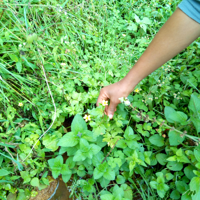 傳統(tǒng)藥用植物可以緩解瘧疾癥狀