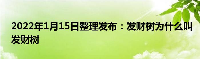 2022年1月15日整理發(fā)布：發(fā)財樹為什么叫發(fā)財樹