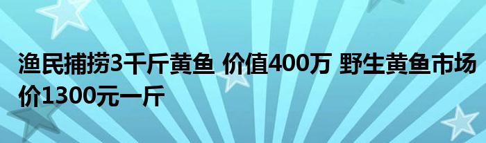 漁民捕撈3千斤黃魚 價值400萬 野生黃魚市場價1300元一斤