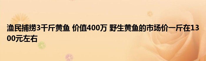 漁民捕撈3千斤黃魚(yú) 價(jià)值400萬(wàn) 野生黃魚(yú)的市場(chǎng)價(jià)一斤在1300元左右