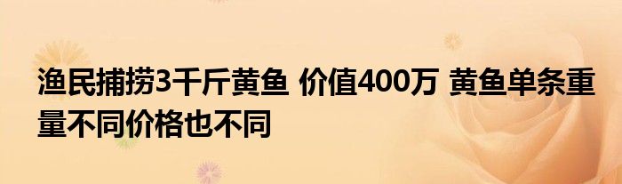 漁民捕撈3千斤黃魚(yú) 價(jià)值400萬(wàn) 黃魚(yú)單條重量不同價(jià)格也不同