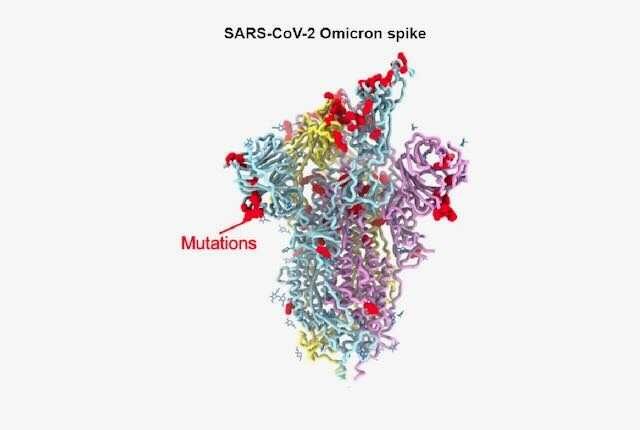 研究詳細(xì)說明了 Omicron 刺突蛋白的變化