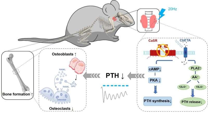 光遺傳學(xué)控制甲狀旁腺激素分泌以防止骨質(zhì)流失