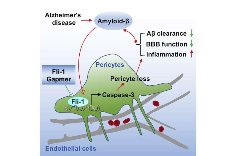 抑制 Fli-1 可防止周細(xì)胞丟失 可能是阿爾茨海默病的新治療靶點(diǎn)