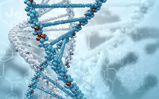 DNA 中的特定序列為構(gòu)建生物體提供了信息