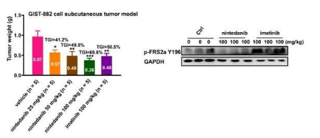 尼達尼布對胃腸道間質(zhì)瘤有效