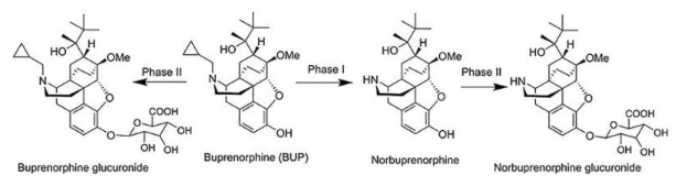 藥物輸送技術增強了廣泛使用的阿片類藥物替代療法的吸收