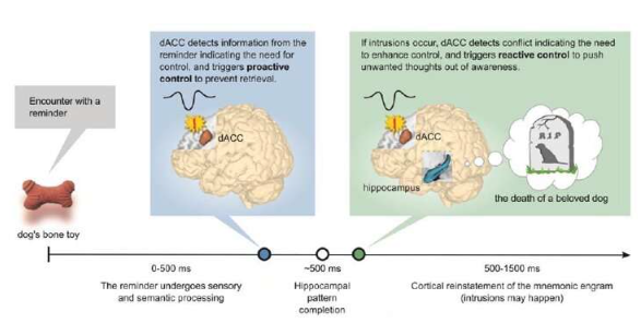 大腦采用警報(bào)系統(tǒng)來抑制侵入性想法