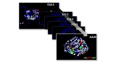 研究人員對胰腺內分泌細胞起源的新見解
