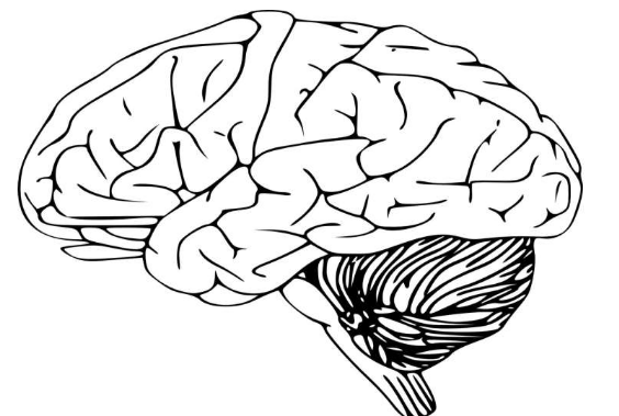 關(guān)于顱骨通道對大腦健康重要性的新見解